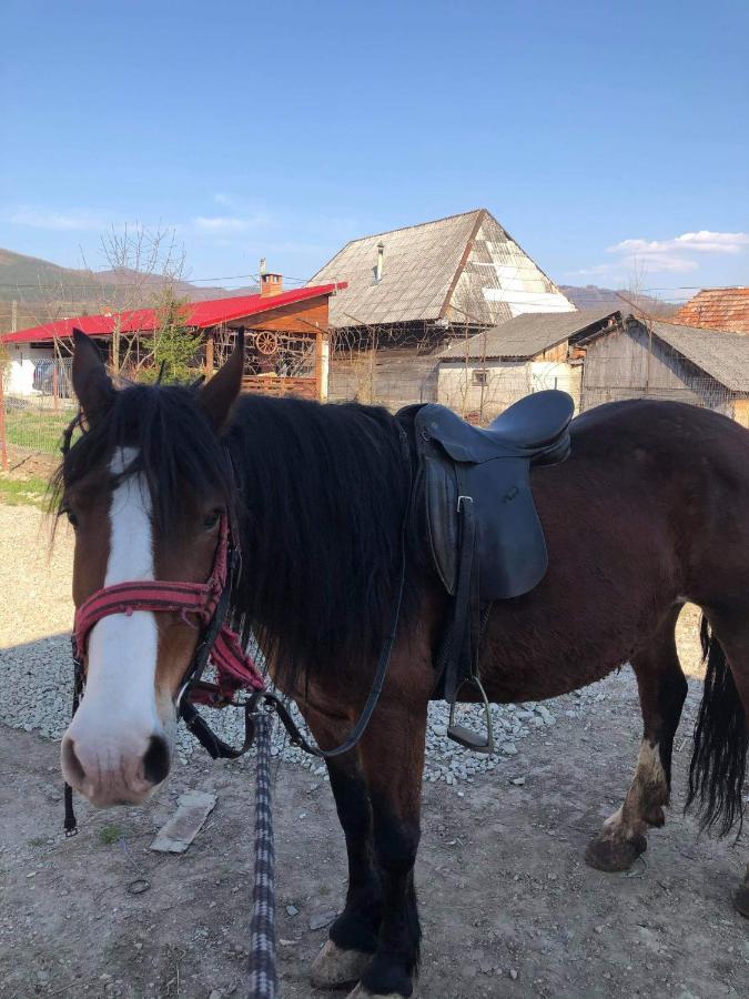Pensiunea Brezu Sighetu Marmaţiei Exteriör bild